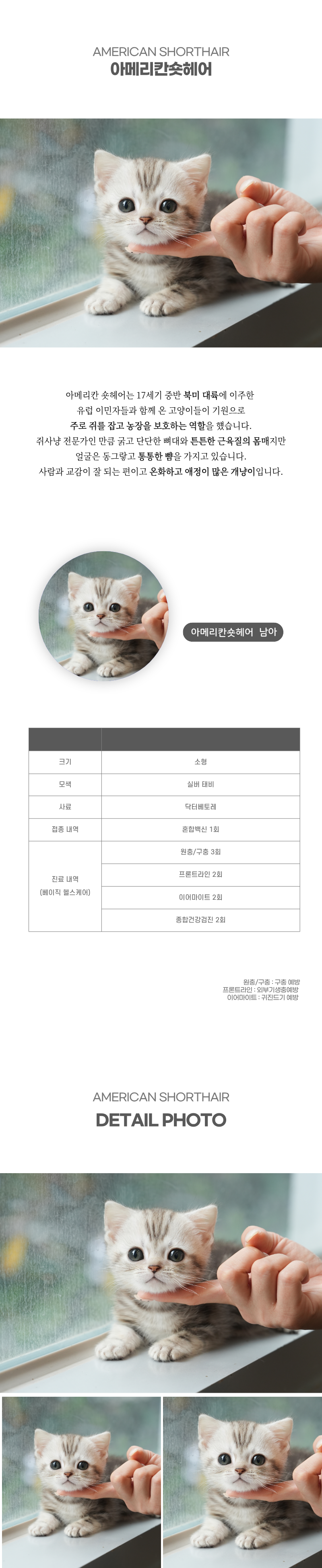 아메리칸숏헤어_상세이미지_2